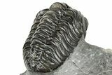 Phacopid (Adrisiops) Trilobite - Jbel Oudriss, Morocco #251653-3